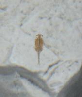 Lago di Pilato - A species of red shrimp unique to the lake